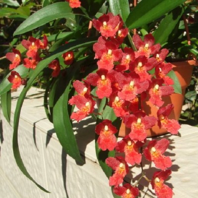 Орхидея ховеара Lava Burst